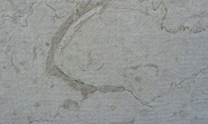 un dtail de l'urgonien
