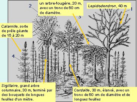 vgtation au Carbonifre