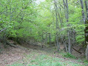 vallon des Chuzins