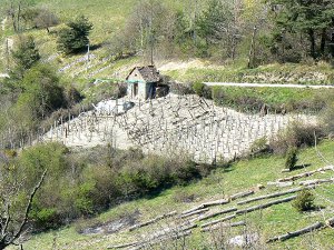 renaissance d'une vigne