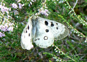 photo de l'Apollon