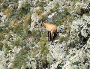 une photo d'un chamois