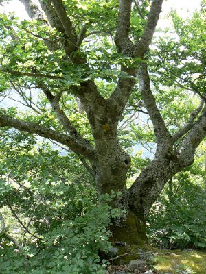 le petit bois de fayard
