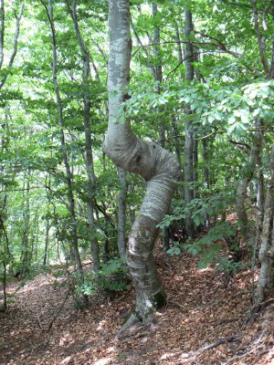 une drle de forme pour ce petit fayard
