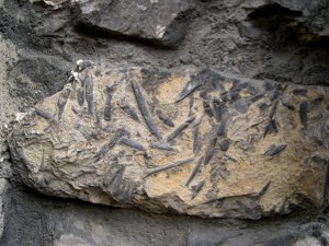 Belemnites dans un mur