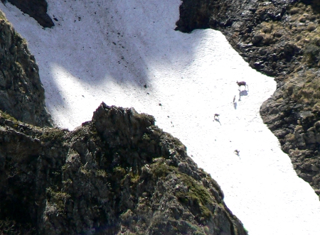 4 chamois sur un nv