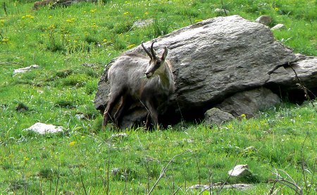 un chamois