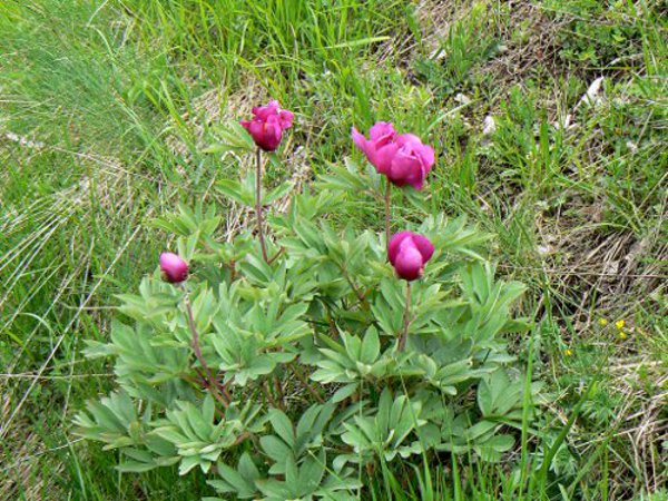 pivoine sauvage